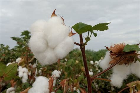 “Algodão: o fio da história no Brasil” – Industria Textil e do ...