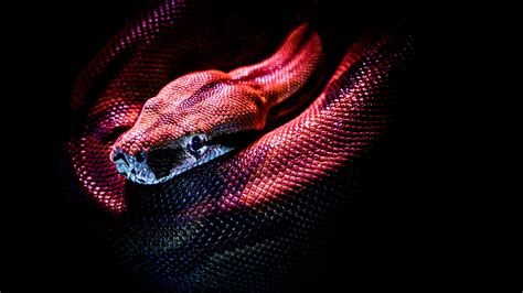 Snake Reptile Red 4K HD Wallpapers | HD Wallpapers | ID #30922