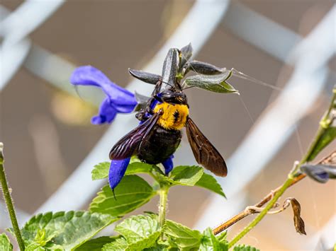 How carpenter bees build their nest - Wasp Removal Toronto