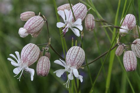 Σιληνή - Silène vulgaris | Cutting garden, Flowers, Plants