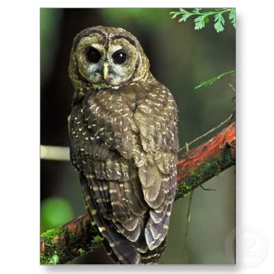 Spotted Owl Facts - Spotted Owl Habitat - What Do Spotted Owls Eat