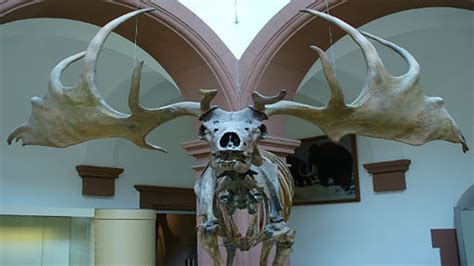 This Giant Deer Species Went Extinct Wielding 12-Ft Antlers