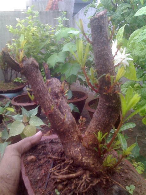 Indian Bonsai: Kasturi flower tree - progression series