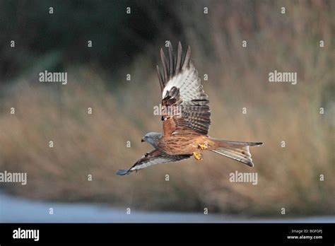 Red Kite in flight Stock Photo - Alamy