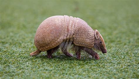 Three-Banded armadillo | San Diego Zoo Kids