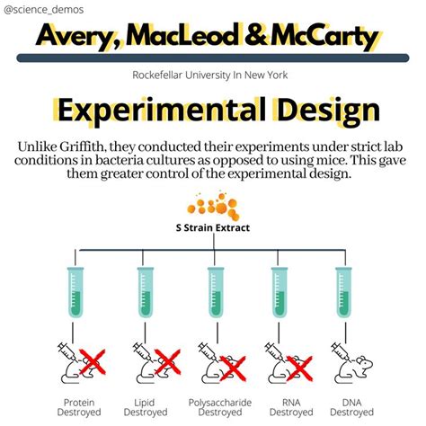 Avery, MacLeod & McCarty | Interactive science notebook, Science infographics, Science notebooks