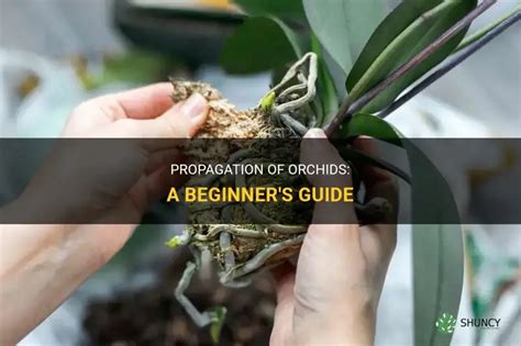 Orchid Flower Stem Propagation | Best Flower Site