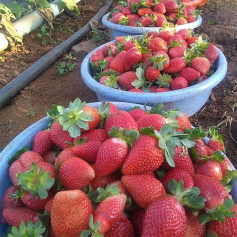 Why Do India's Finest Strawberries Come From Mahabaleshwar? - Farmizen