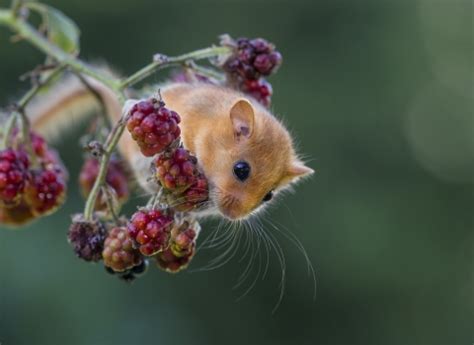 Habitat Management for Mendip Dormice | Somerset Wildlife Trust