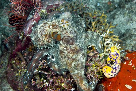 Ocean Camouflage: How the Octopus and Other Creatures Blend In