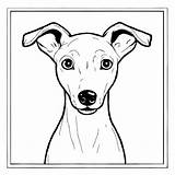 Download Portrait Of An Italian Greyhound In Line Drawing Style  sketch template