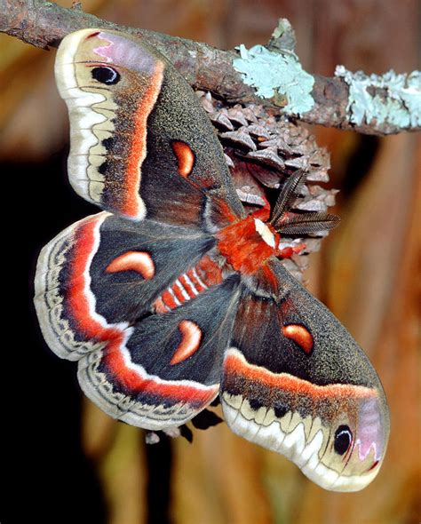 Cecropia Moth Hyalophora Cecropia Photograph by Millard H. Sharp - Fine ...