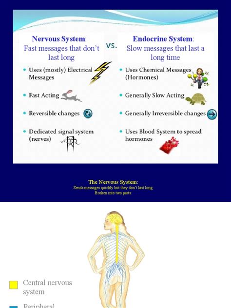 Module 10 - Nervous & Endocrine Systems