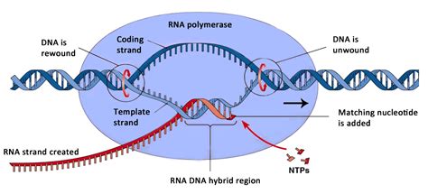 Understanding Williams Syndrome: Understanding Elastin