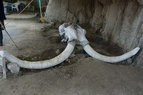 Over 800 mammoth bones discovered in massive fossil stash in Mexico