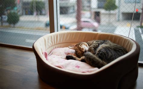 Cat Basket Sleep wallpaper | 2560x1600 | #12021