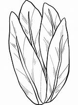 Lettuce coloring page  ColouringPages sketch template