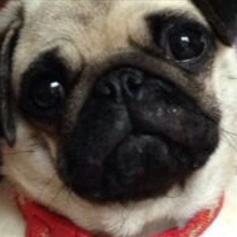 Ellie the pug (@PugGirl01) | Twitter