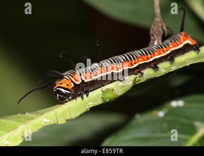 Exotic looking caterpillar of the Common Crow butterfly a.k.a. Common ...