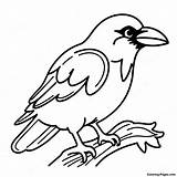 Crow Coloring Page  Pagescom sketch template
