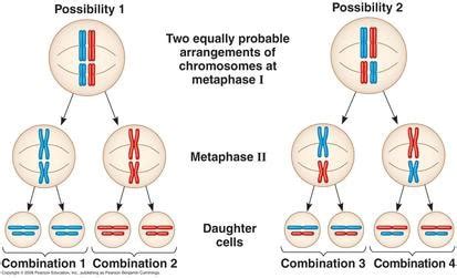 Topic 3.3: Meiosis - AMAZING WORLD OF SCIENCE WITH MR. GREEN