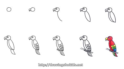 Steps To Draw A Parrot