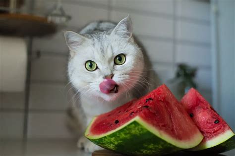 Can Cats Eat Watermelon?