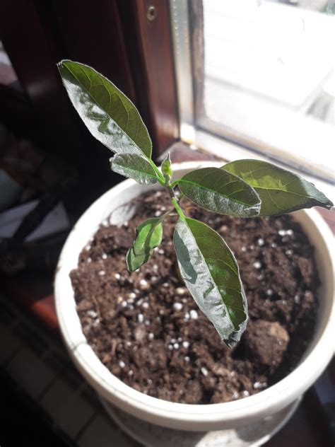 Hello. I recently transplanted my little avocado from water to soil and everything was going ...