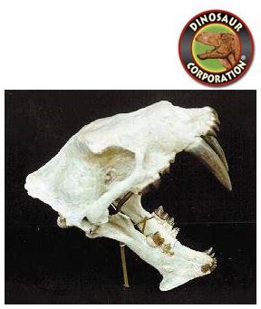 Hoplophoneus Skull For Sale | Dinosaur Corporation