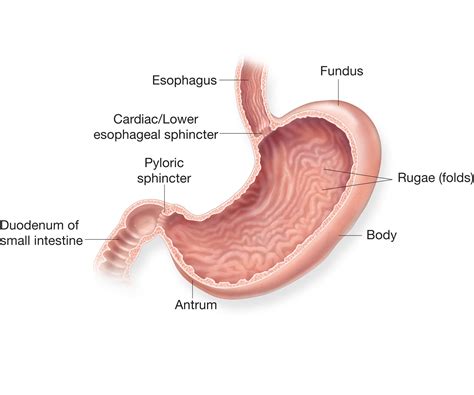 The stomach | Structure of the stomach | Anatomy of the stomach ...