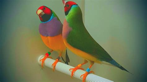 Part 4: Gouldian finch breeding | Finch, Pet birds, Bird