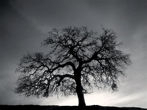 Black and White Tree Hill wallpaper