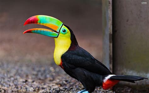 Download Animal Toucan HD Wallpaper