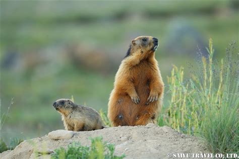 Long-Tailed Marmot in the Summer (Deosai National Park) – Re:Discover ...