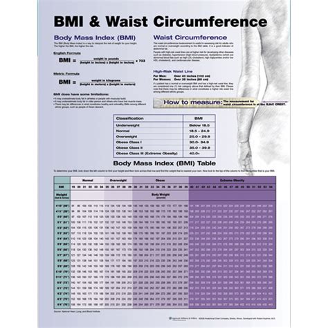 BMI and Waist Circumference — Medshop Australia