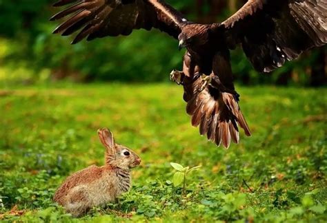 14 Birds That Eat Rabbits (with Photos, ID & Info)