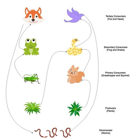 Draw A Schematic Diagram Of Terrestrial Food Chain - Circuit Diagram