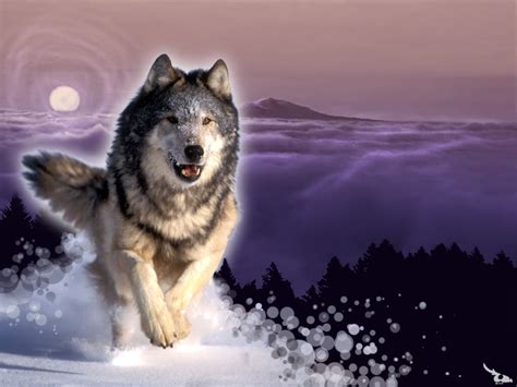 ~♥ Wolves ♥ ~ - Wolves Wallpaper (10291309) - Fanpop