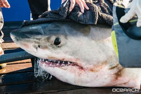 960-Pound Great White Shark Heading Toward Long Island | Southampton ...