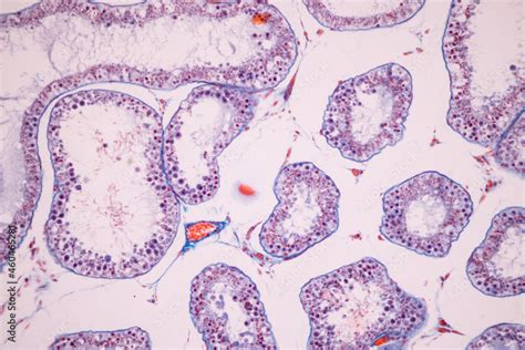 Anatomy and Histological Ovary and Testis human cells under microscope ...