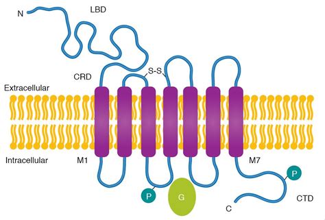 mGlu receptor review