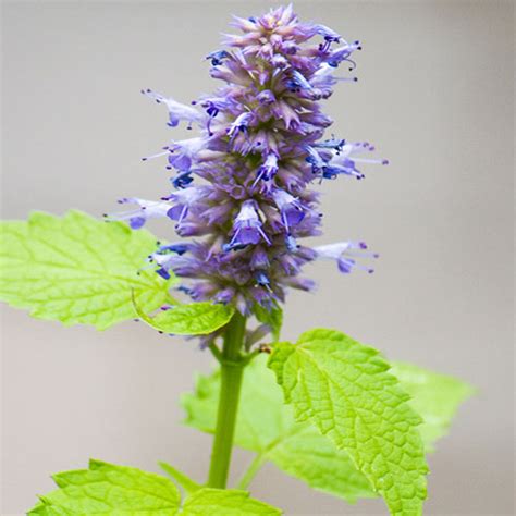 Hyssop facts and health benefits