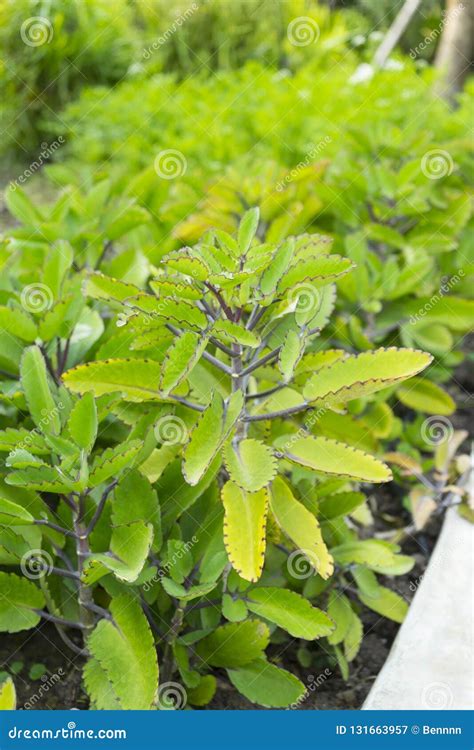 The Miracle Leaf Of Kalanchoe Pinnata Stock Photography | CartoonDealer.com #193050932