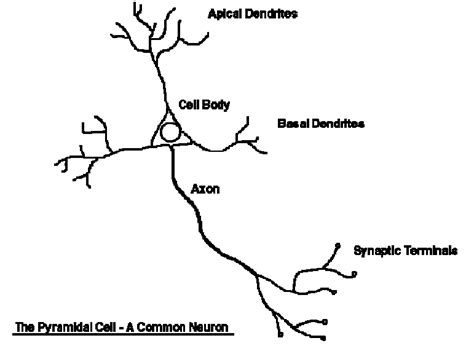 Pyramidal System