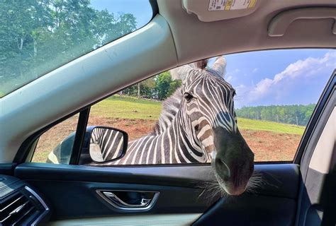 Virginia Safari Park Zebra in Car - Been There Done That with Kids