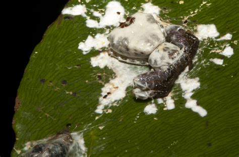 The art of camouflage - Daintree Rainforest