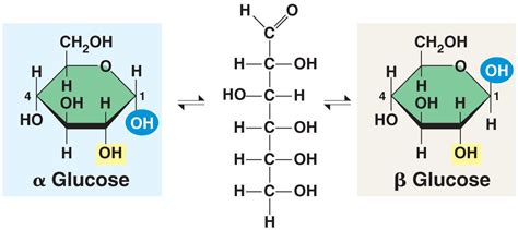 The BioLogs: CAPE 1: carbohydrates