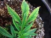 Purple Kush x Silver Haze Clone help!! *PICS* - Cannabis Cultivation - Growery Message Board