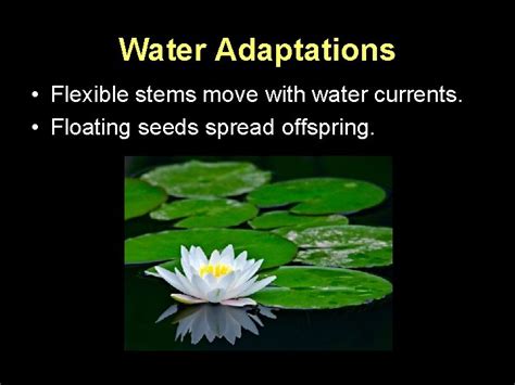 Plant Adaptations Types of Adaptations Structural adaptations are