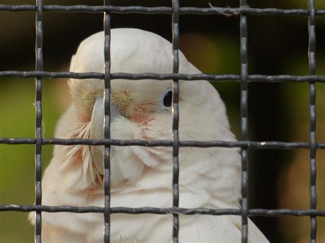 Goffins Cockatoo Cacatua - Free photo on Pixabay - Pixabay